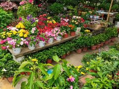 -金陵花卉交易市场