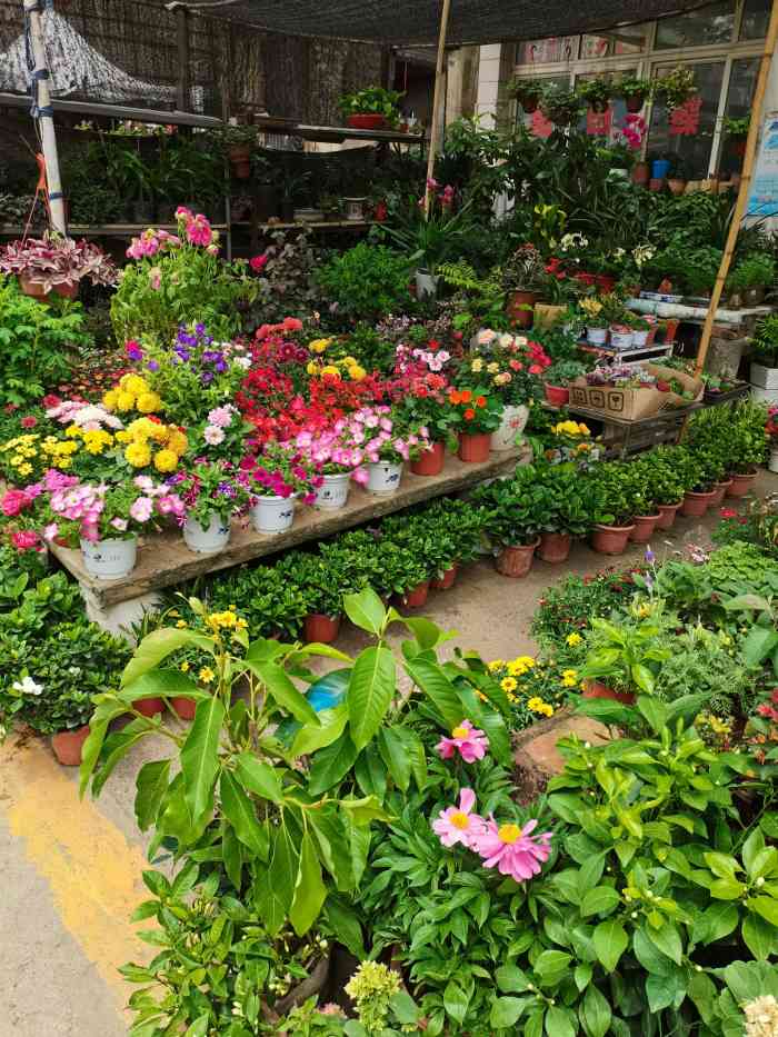 南京安德门花卉市场图片