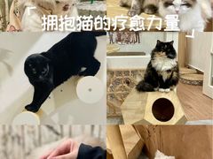 -楼上猫咖(罗湖店)