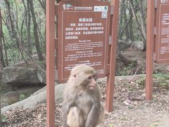 -内乡宝天曼生态旅游区