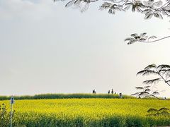 -光明小镇欢乐田园