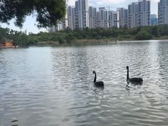 -五缘湾湿地公园