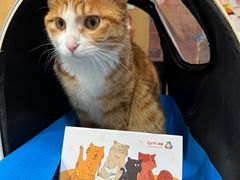 -纳吉亚猫专科动物医院(康都外科中心)