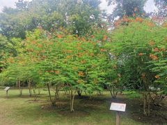 -中国科学院西双版纳热带植物园