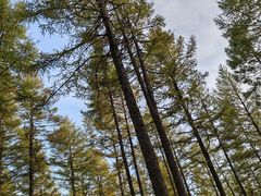 -塞罕坝国家级自然保护区