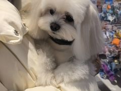 -FAELING PETS美天灵宠物(富力广场店)