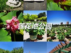 -莲花池公园