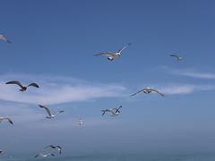 -海驴岛(荣成市)