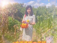 -南汇水蜜桃采摘(大团店)