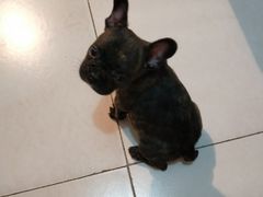 -宠颐生中康贝怡动物医院