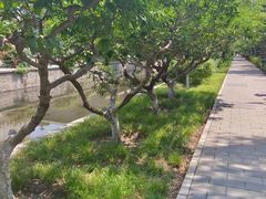 -元大都城垣遗址公园