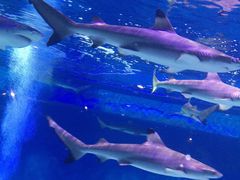 -成都浩海立方海洋公园