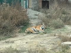 -新疆天山野生动物园