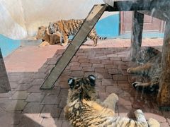 -大连森林动物园