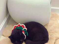 -怪兽屋·羊驼·猫咖·狗咖(俊华广场店)