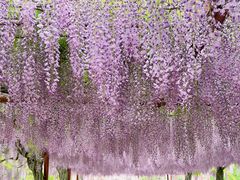 -嘉定紫藤园