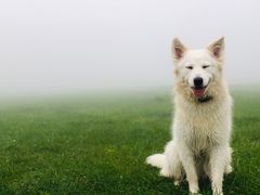 -武陵山森林公园