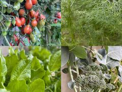 -昌平兴寿秀秀草莓采摘园