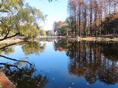 -上海共青森林公园