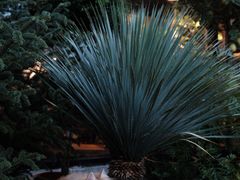 -自由生长植物工作室(深港花卉中心店)