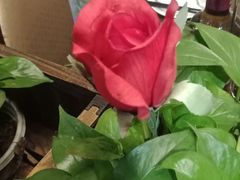 -醉美东江·三文鱼·烧鸡公