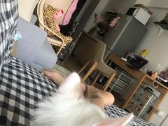 -Bastet sally猫舍购宠(静安店)