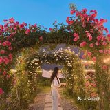 晚风悠然、跌入了花的时间。