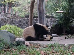 -都江堰中华大熊猫苑