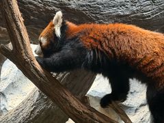 -天秀花园古月园