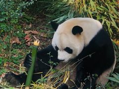 -黔灵山公园