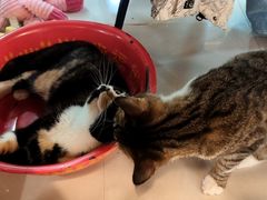 -平行世界·猫咖(首经贸店)