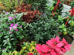 -龙大花卉苗木市场