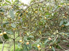 -塘栖枇杷特色园区