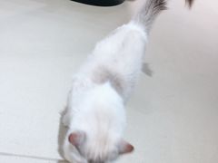 -藏猫猫咖啡主题馆(中央大道店)