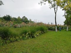 -白鹭湾湿地公园