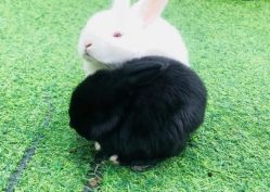 -萌宠亲子动物乐园(槐房万达店)