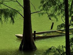-深圳仙湖植物园