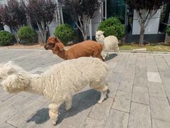 -东方时尚驾校(总部)
