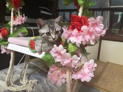 -纳吉亚猫专科动物医院·北北分院