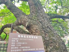 -小洲村