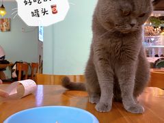 -猫小院猫主题餐厅(三里屯店)