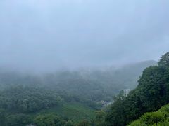 -阿巧茶庄