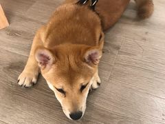 -浣熊柯尔鸭土拨鼠·电玩咖
