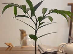 -小茶闲舍·观景商务茶馆(广州塔店)