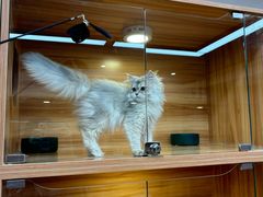 -猫十亿·布偶金渐层·曼基康矮脚猫舍(青年路店)