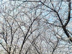 -高东镇樱花园