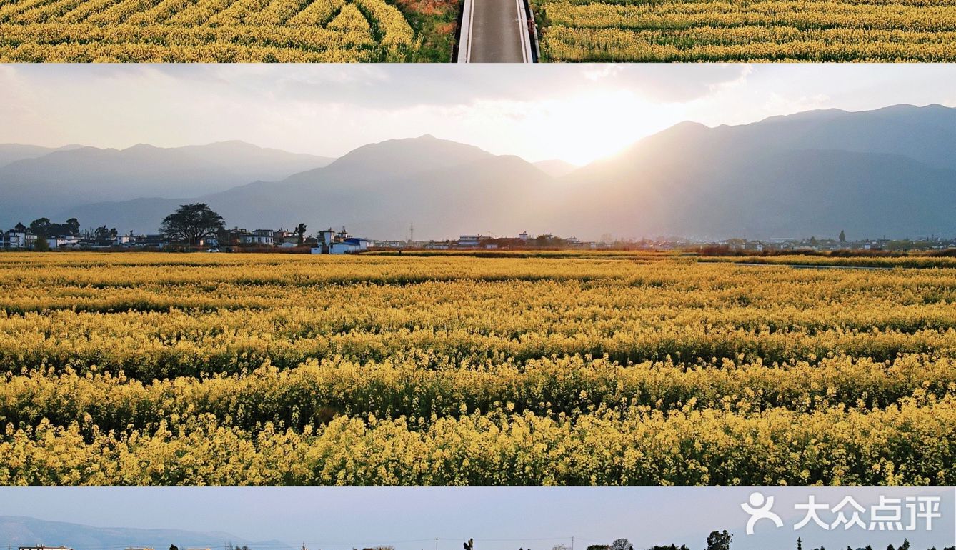 大理旅行|喜洲油菜花田，好像来到宫崎骏的世界