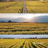 大理旅行|喜洲油菜花田，好像来到宫崎骏的世界