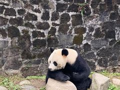 -都江堰中华大熊猫苑