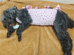 -纳吉亚猫专科动物诊疗中心(蒋宅口分院)